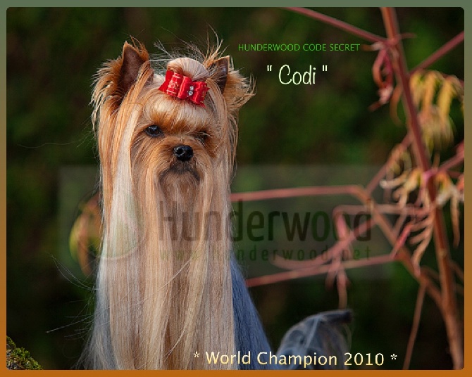 Hunderwood - Mon Champion du Monde 2010