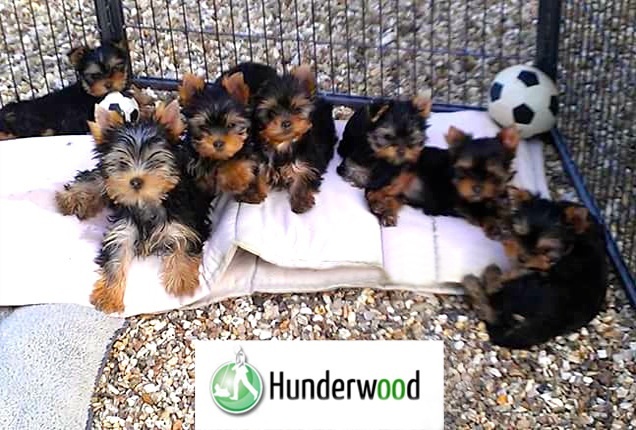 Hunderwood - Yorkshire Terrier - Portée née le 14/06/2015