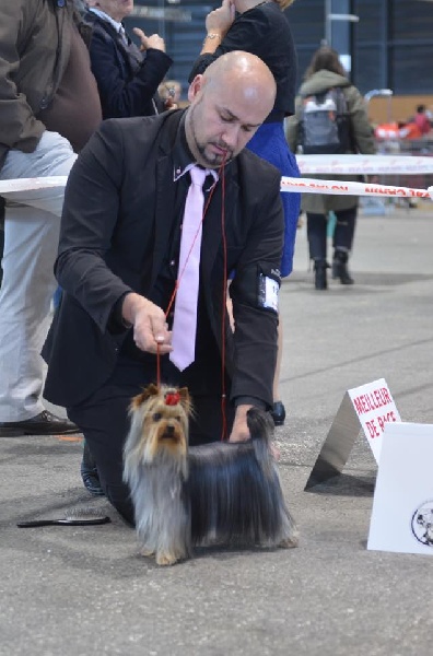 CH. Hunderwood Irresistible news