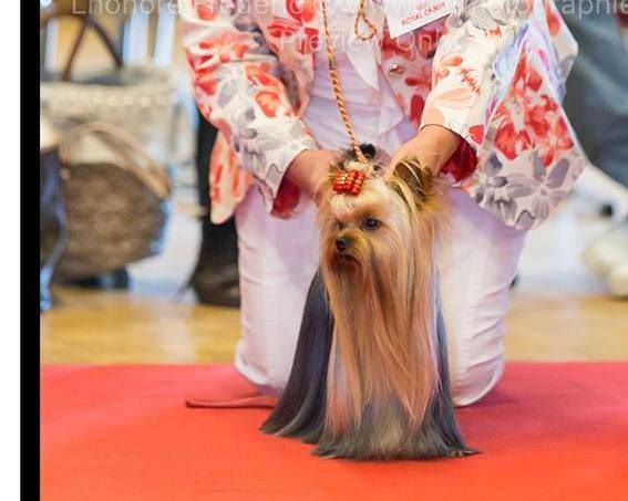 CH. Hunderwood Happy news