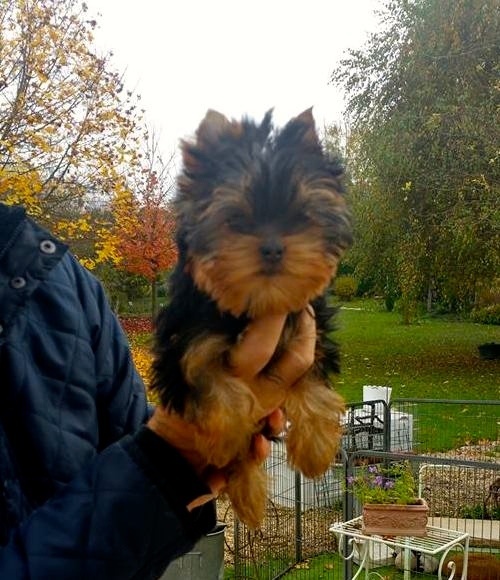 Hunderwood - Chiots disponibles - Yorkshire Terrier